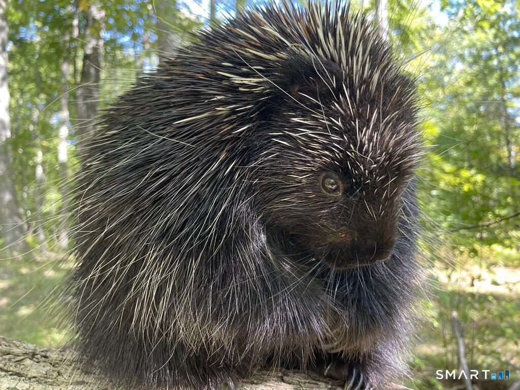 Kozey Road Eastford, CT 06242 - Photo 7 of 14 a close up of a palm trees in front of a house