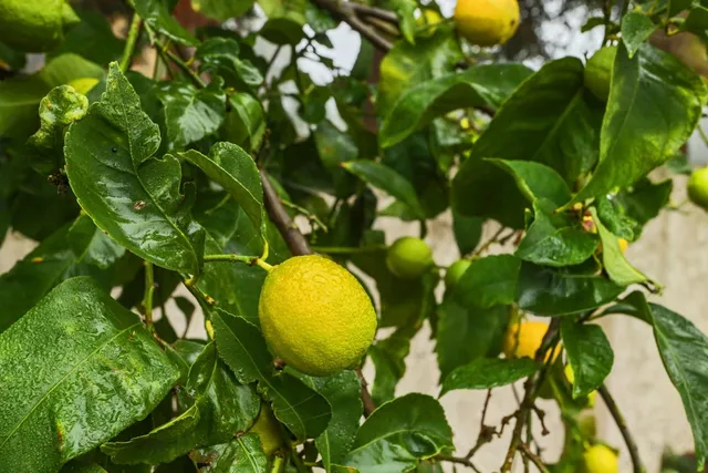 a aerial view of a house with garden