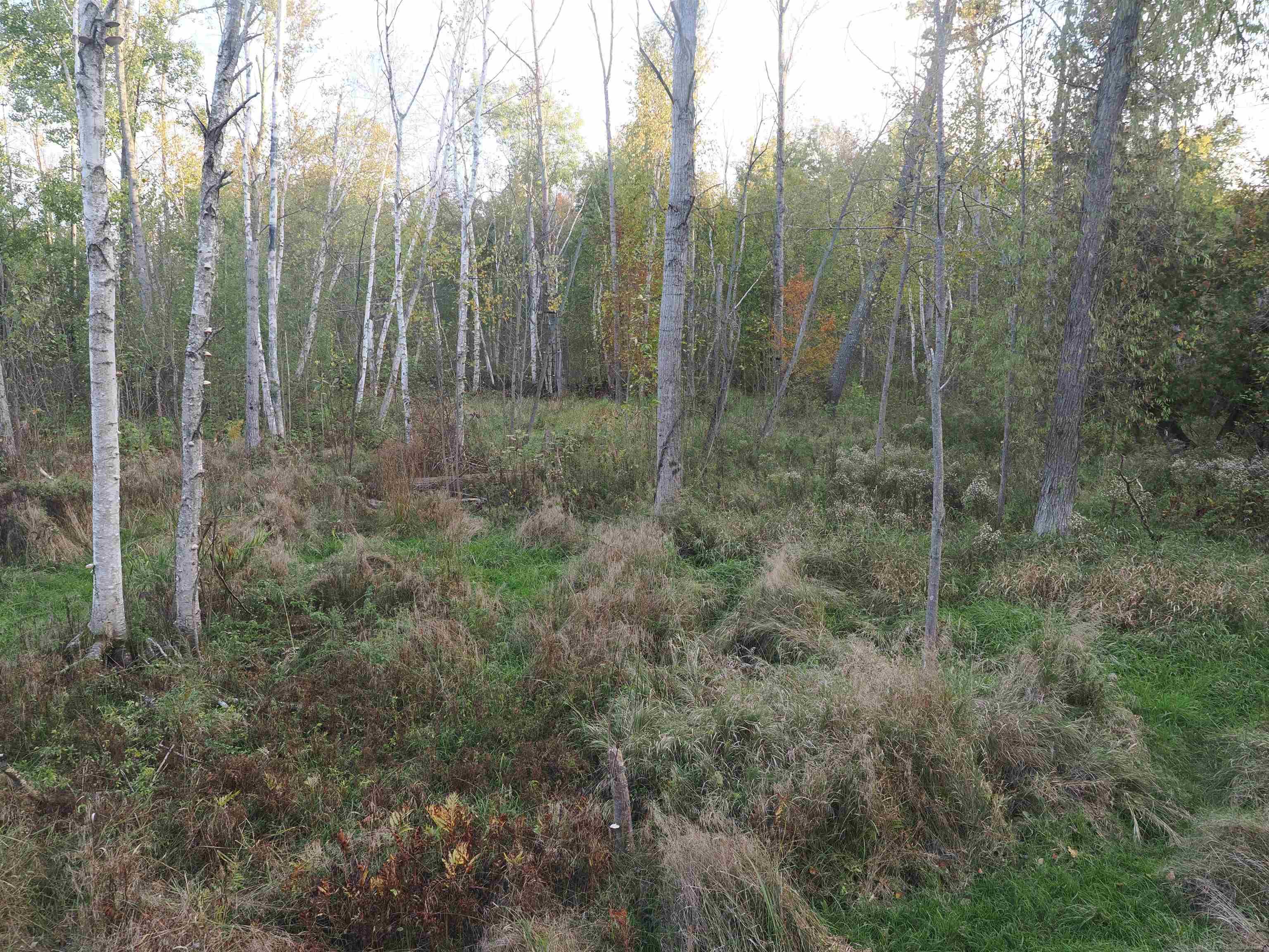 Xxx Tolan Road Spruce, MI 48762 - Photo 38 of 79