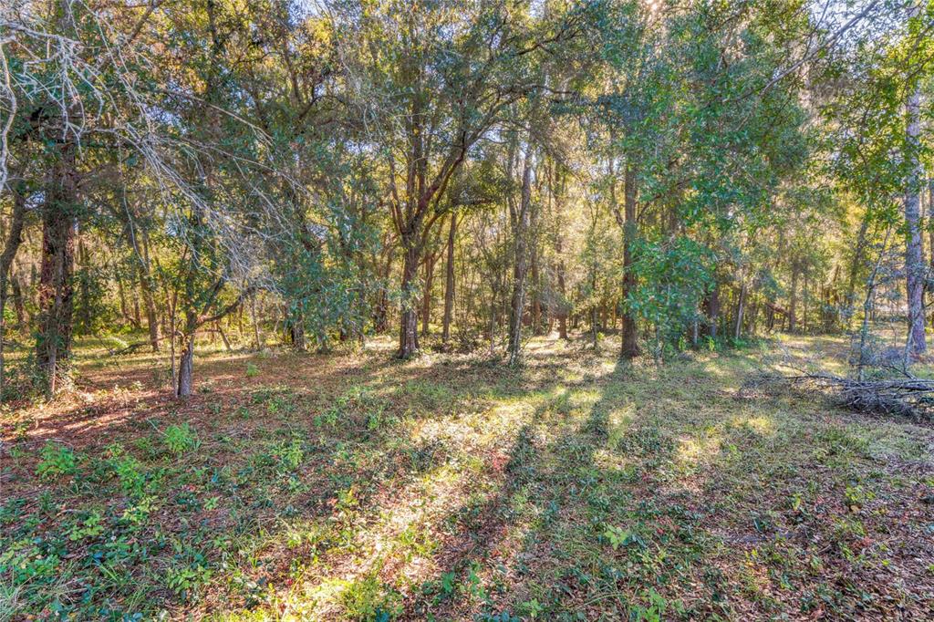 26861 Mondon Hill Road Brooksville, FL 34602 - Photo 37 of 51 a view of yard with trees