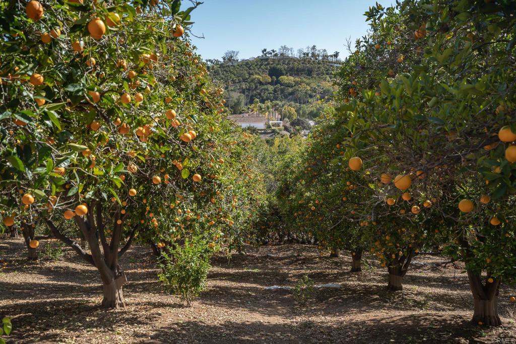 6241 Strada Fragante Rancho Santa Fe, CA 92091 - Photo 21 of 36 a view of outdoor space and yard