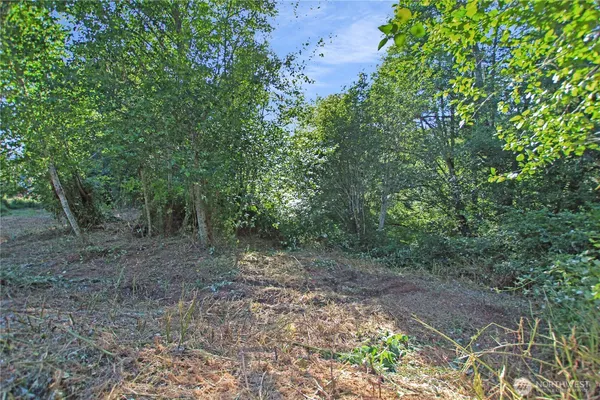 a view of a lush green forest