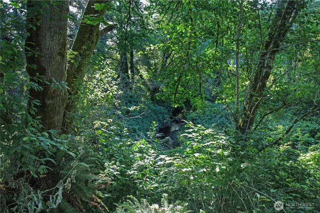 a view of a lush green forest