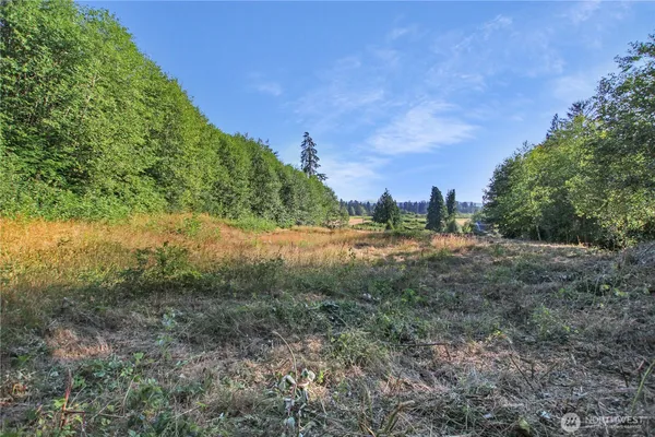 a view of a forest with trees in the background