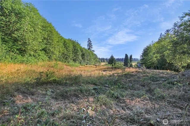 a view of a forest with trees in the background
