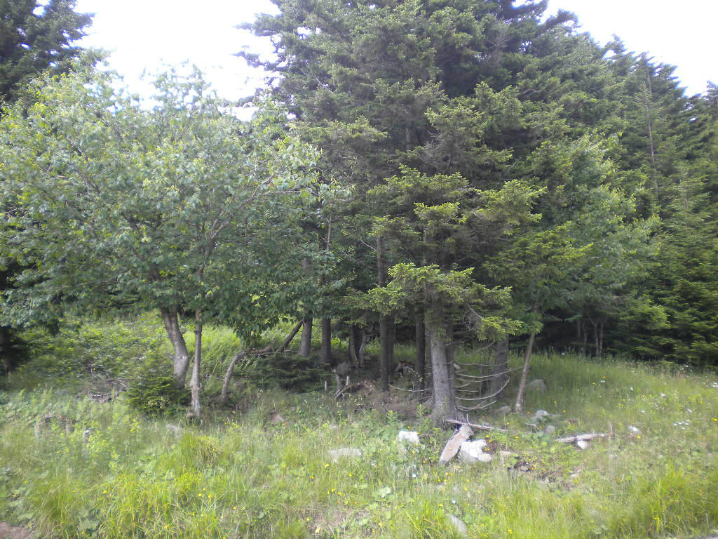75 West Ridge Slatyfork, WV 26291 - Photo 2 of 7 Gallery Image 2