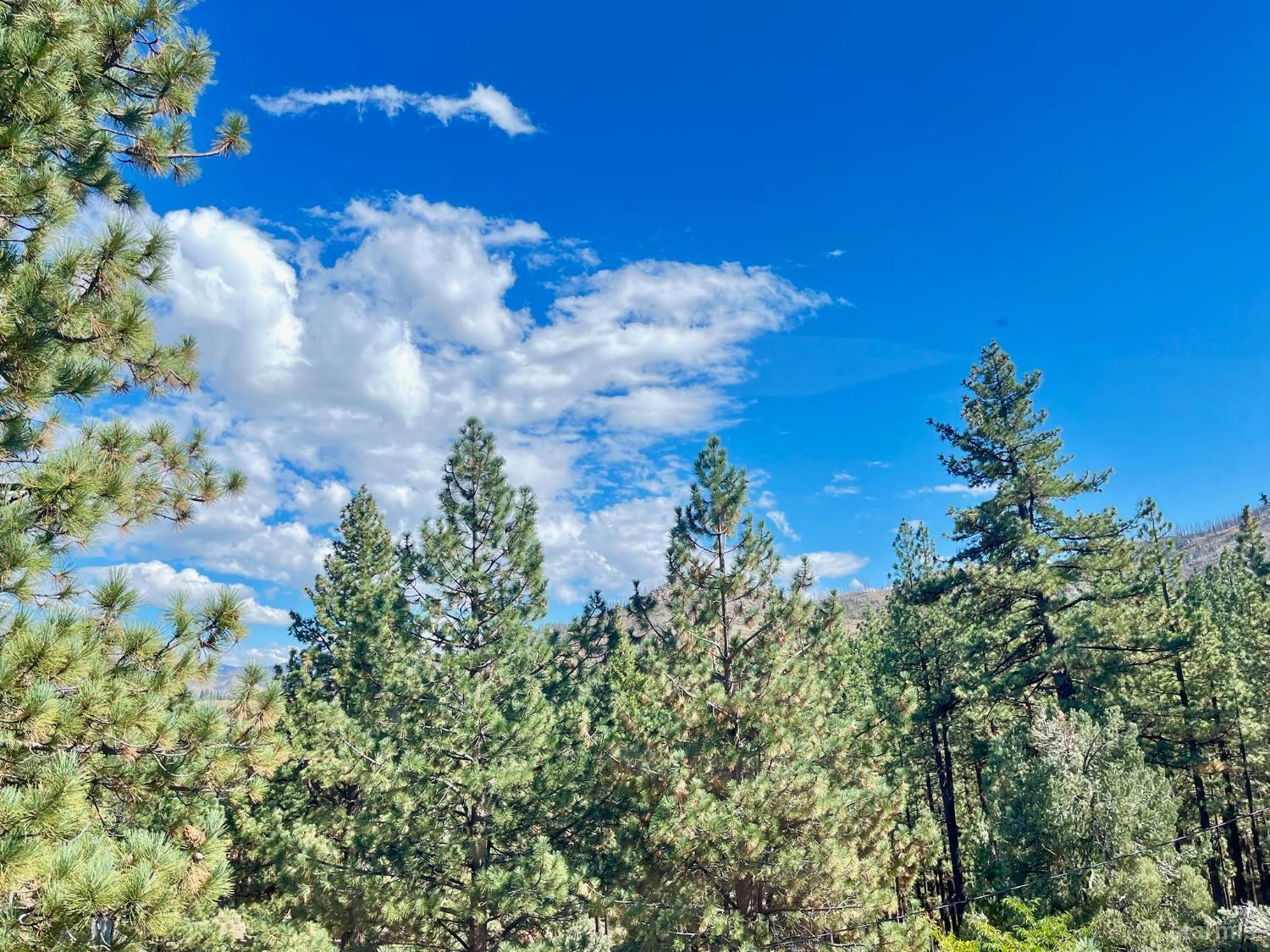 50 Canon View Markleeville, CA 96120 - Photo 18 of 21 a view of a flower in a garden