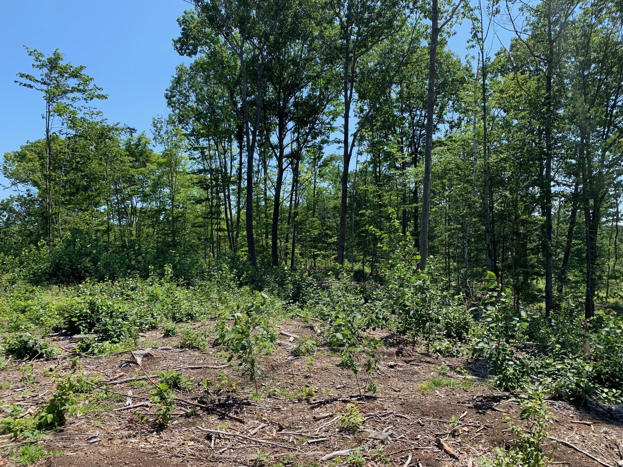 304 Pownal Road Freeport, ME 04032 - Photo 23 of 27 IMG_4541