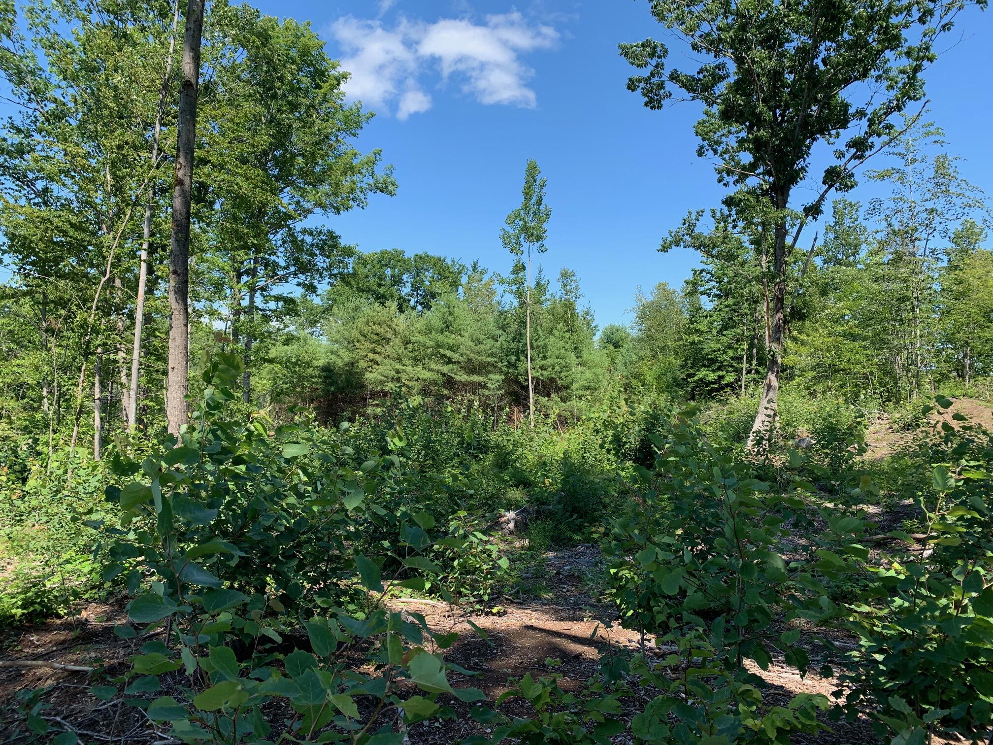 304 Pownal Road Freeport, ME 04032 - Photo 26 of 27 IMG_4544