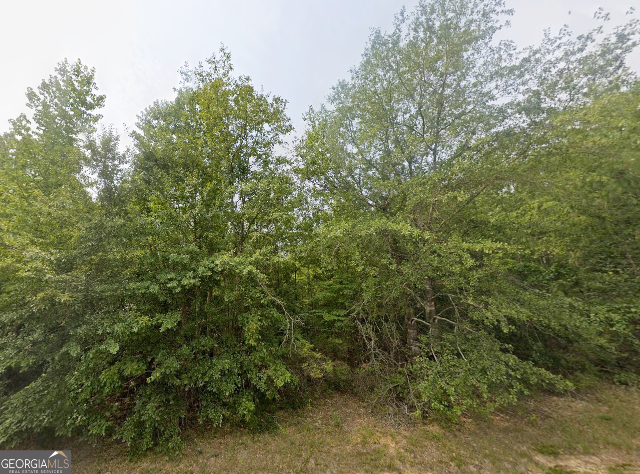 a view of a forest with plants and trees