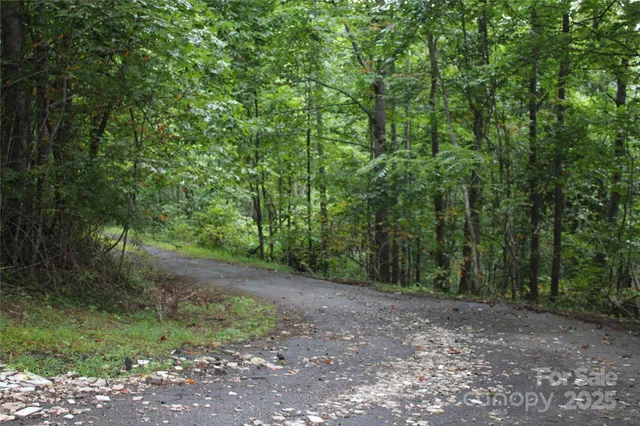 a view of a forest with trees in the background