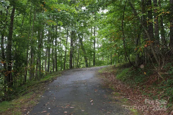 a view of a forest with trees in the background
