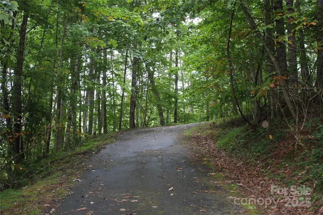 a view of a forest with trees in the background