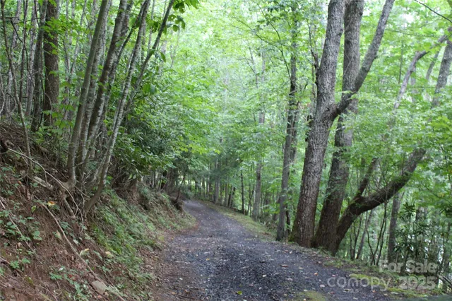 a view of a forest that has large trees