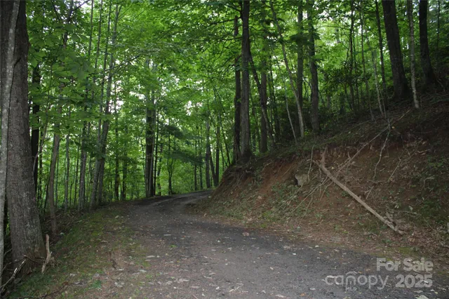 a view of a forest with trees in the background