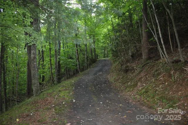a view of a forest with trees in the background