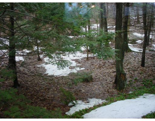 58 Turning Mill Road Lexington, MA 02420 - Photo 8 of 8 a view of a forest filled with trees