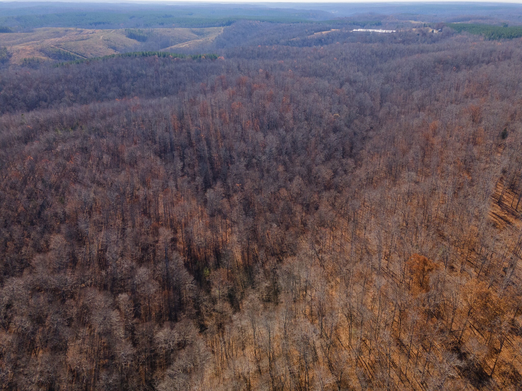 8654 California Branch Road Westpoint, TN 38486 - Photo 54 of 55 a view of a dry yard