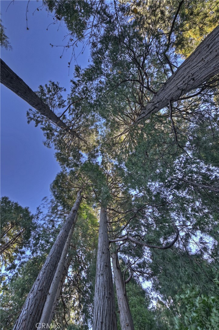 778 Deer Trail Crestline, CA 92325 - Photo 49 of 54