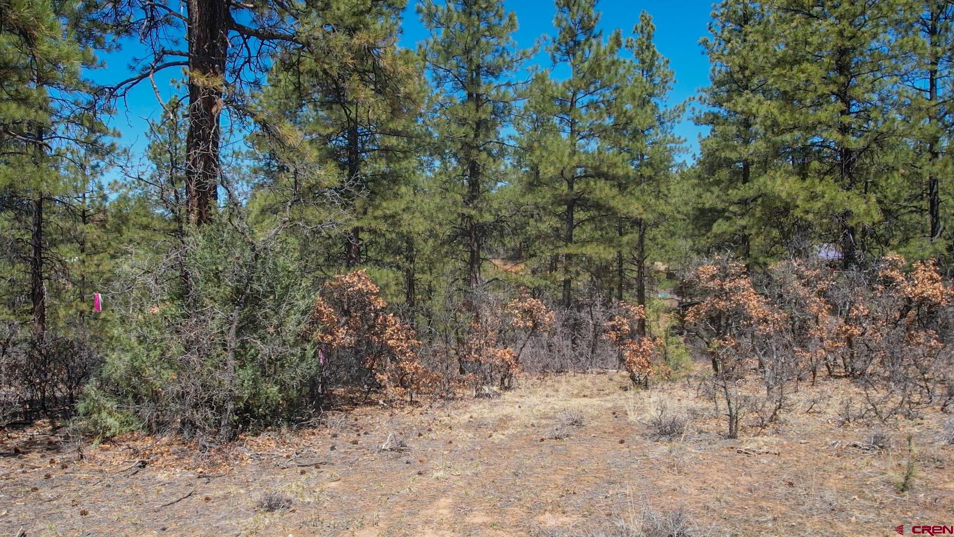 87 Engineer Point Pagosa Springs, CO 81147 - Photo 1 of 13 a view of a forest with lots of trees
