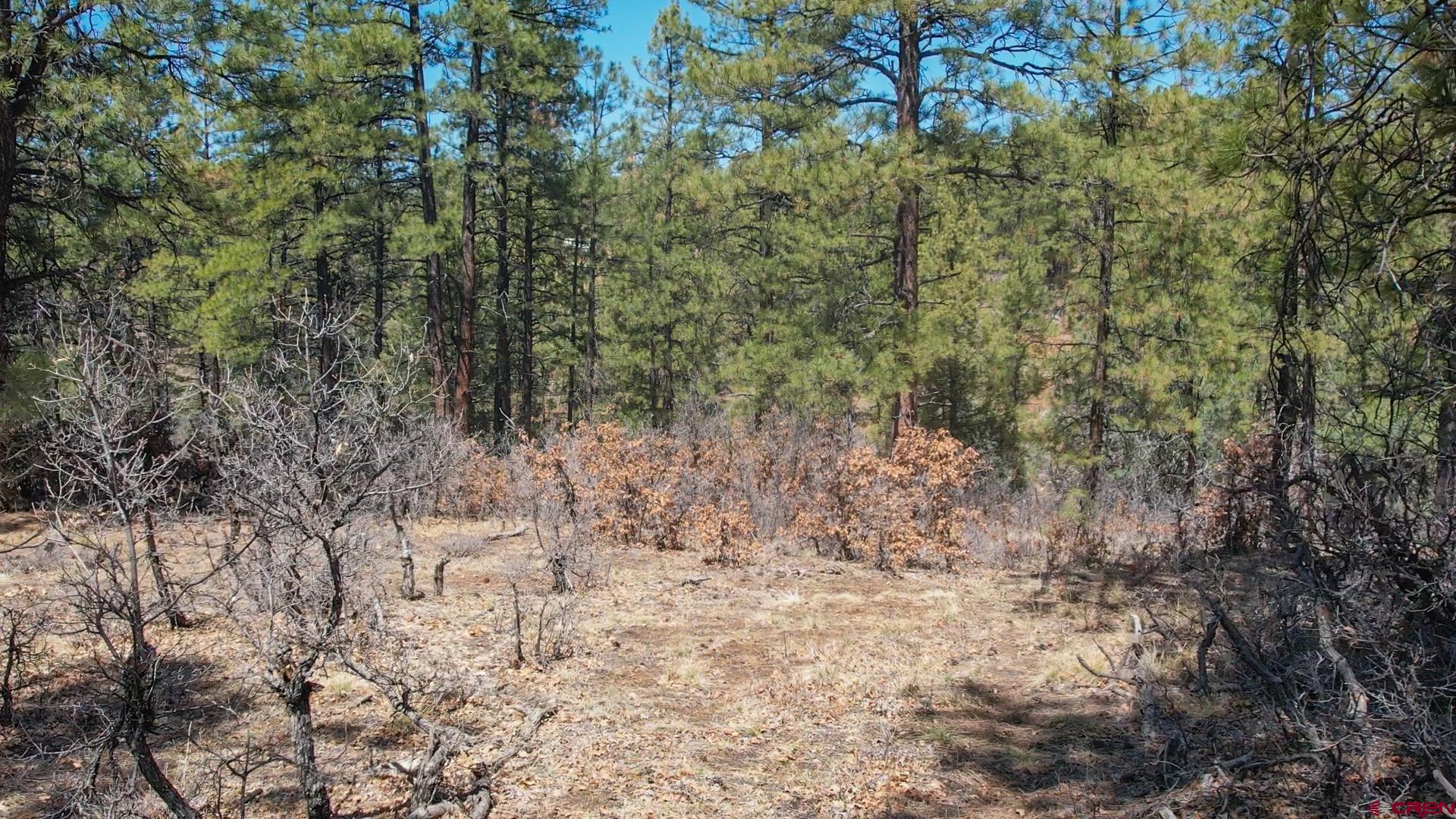 87 Engineer Point Pagosa Springs, CO 81147 - Photo 5 of 13 a view of a yard with a tree