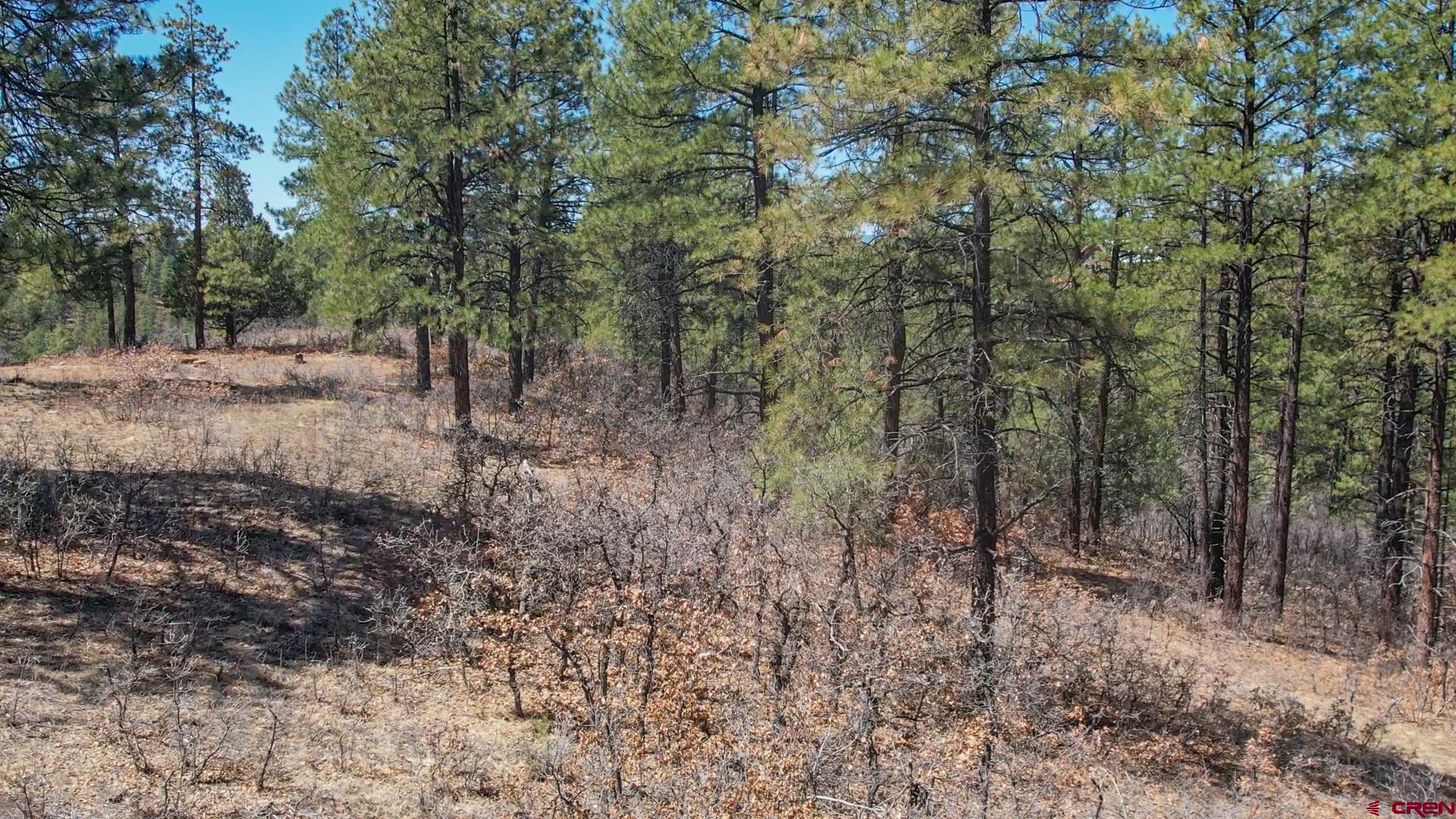 87 Engineer Point Pagosa Springs, CO 81147 - Photo 6 of 13 a view of a forest with trees in the background
