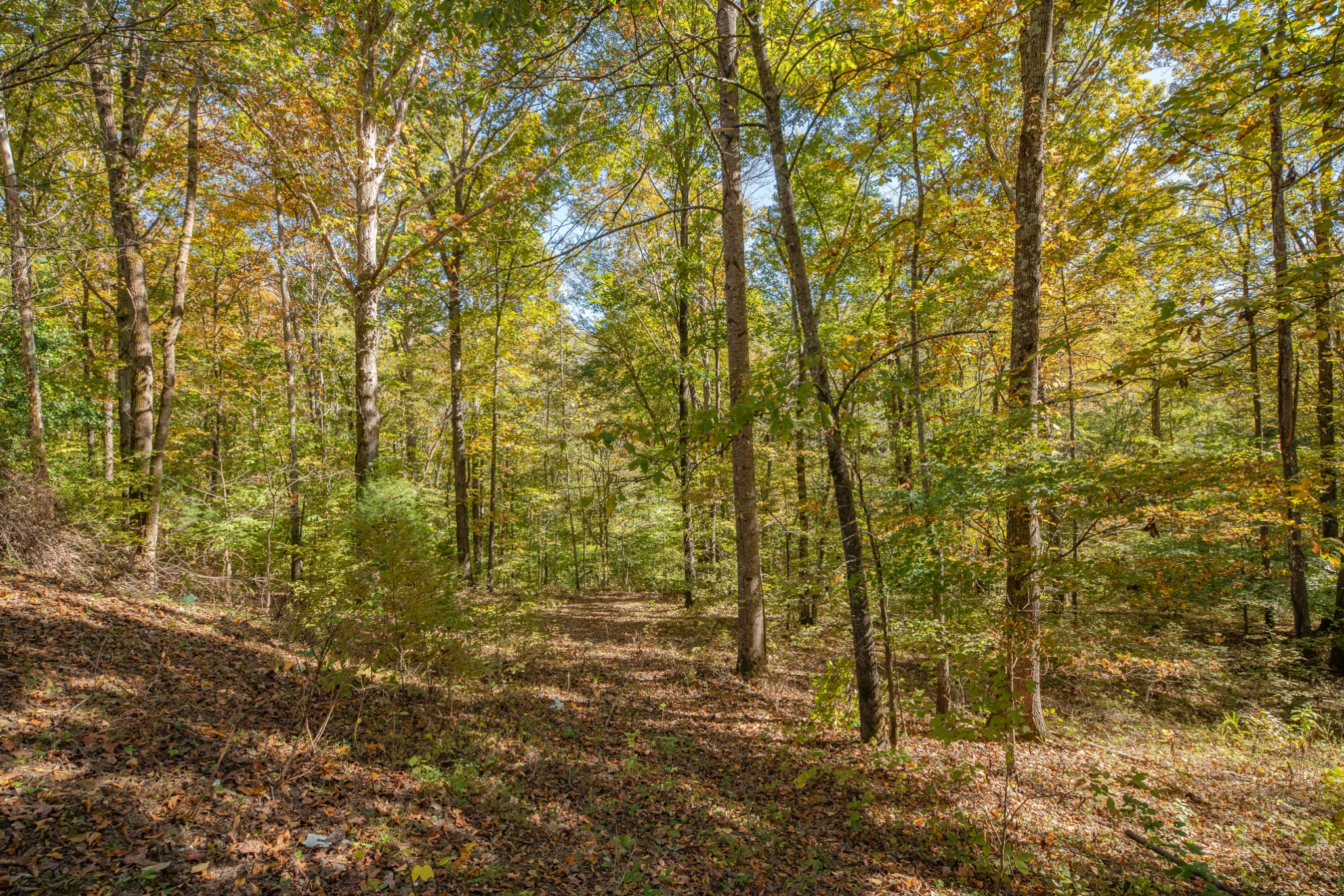 8240 Charlie Brown Road Centerville, TN 37033 - Photo 64 of 72 a view of a yard with plants and wooden fence