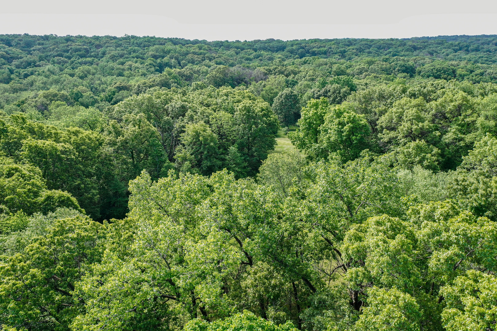 0 Three Mile Road Savanna, IL 61074 - Photo 20 of 32 a view of a lush green forest