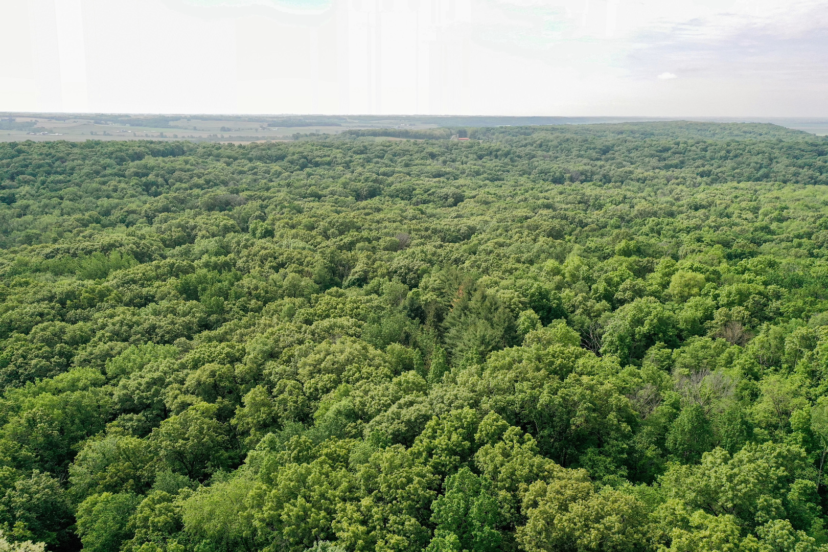 0 Three Mile Road Savanna, IL 61074 - Photo 23 of 32 a view of a green field with lots of bushes