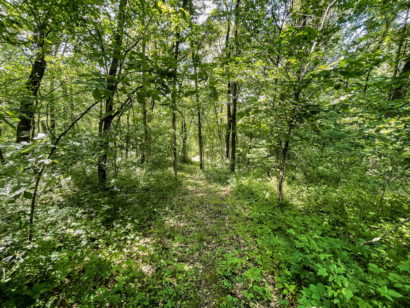 0 Three Mile Road Savanna, IL 61074 - Photo 31 of 32 a view of a lush green forest