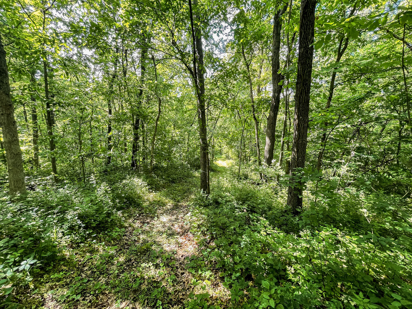 0 Three Mile Road Savanna, IL 61074 - Photo 32 of 32 a view of a lush green forest