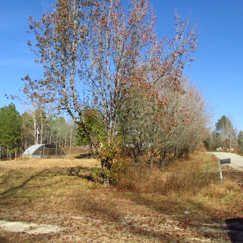 2374 Hohammer Road Holladay, TN 38341 - Photo 3 of 17 Gallery Image 3