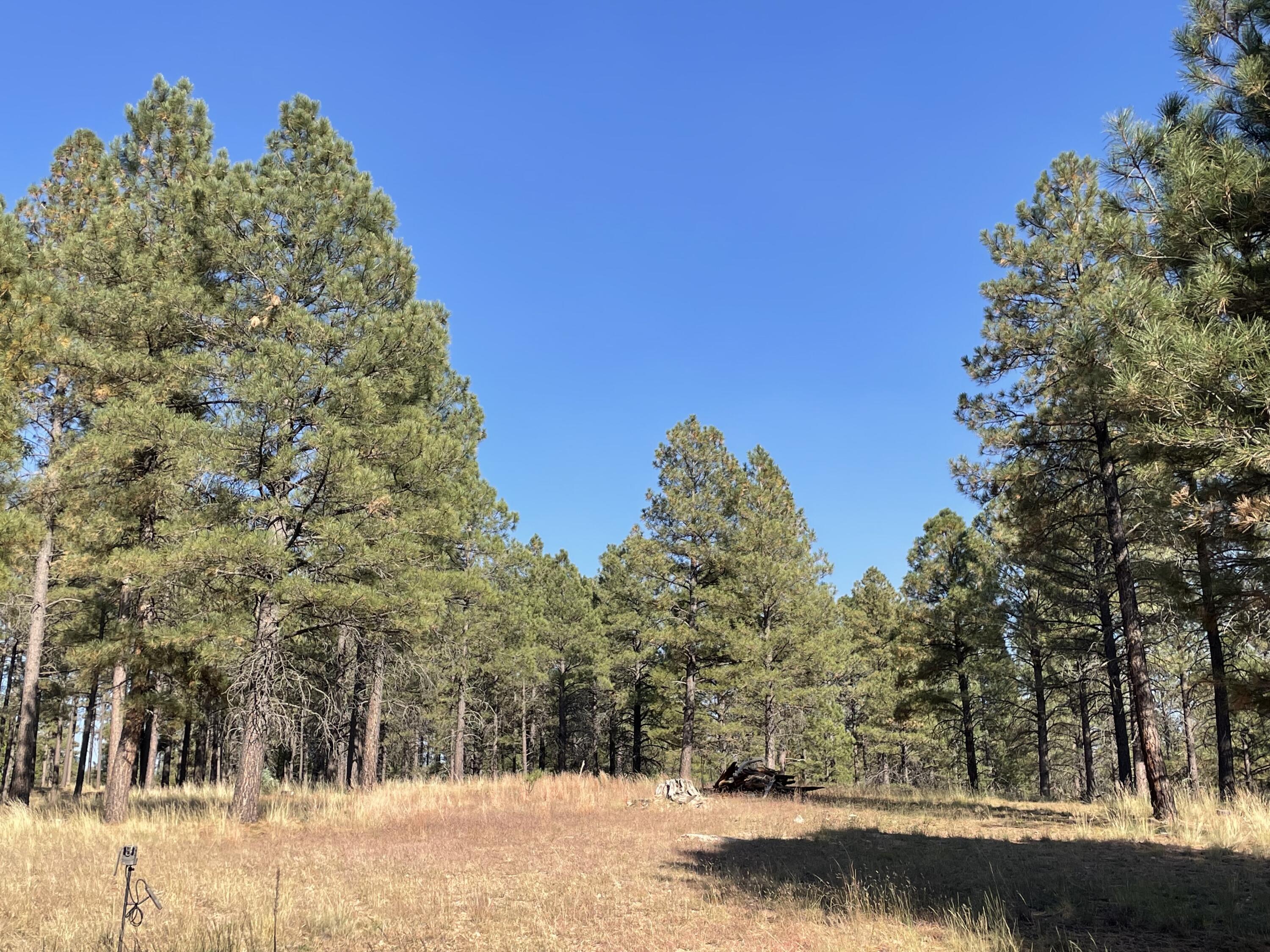 7337 Forest Service 122 Road Happy Jack, AZ 86024 - Photo 13 of 33