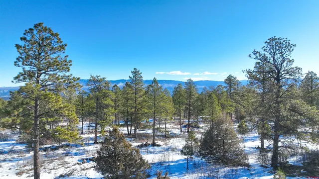 a view of a city with tall trees