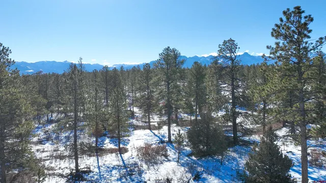 a view of a city with tall trees