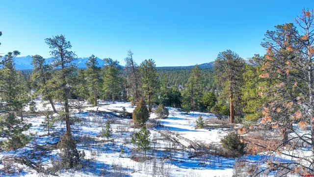 a view of a forest with trees