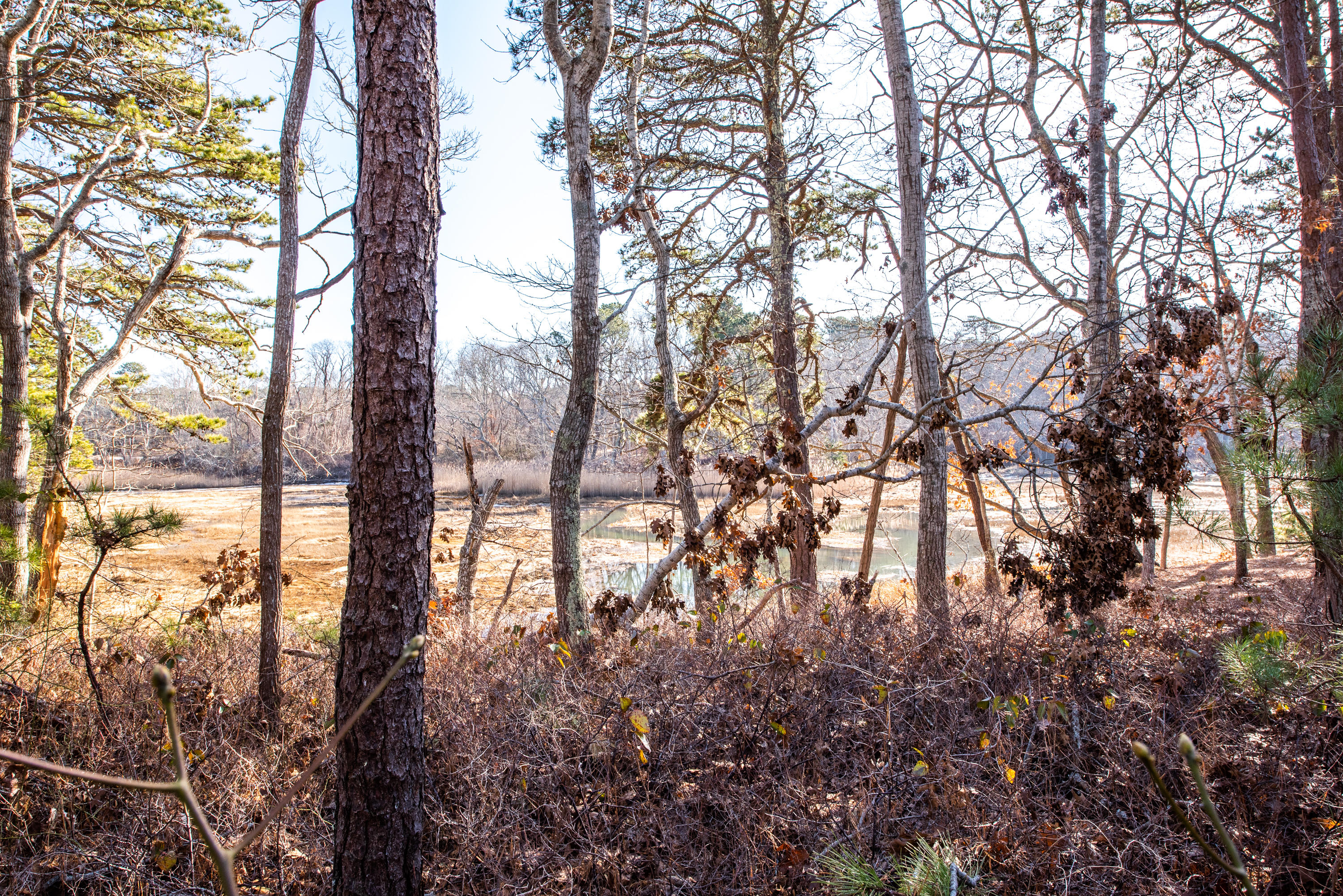 295 Blue Heron Road Wellfleet, MA 02667 - Photo 4 of 31 295 Blue Heron Road-31