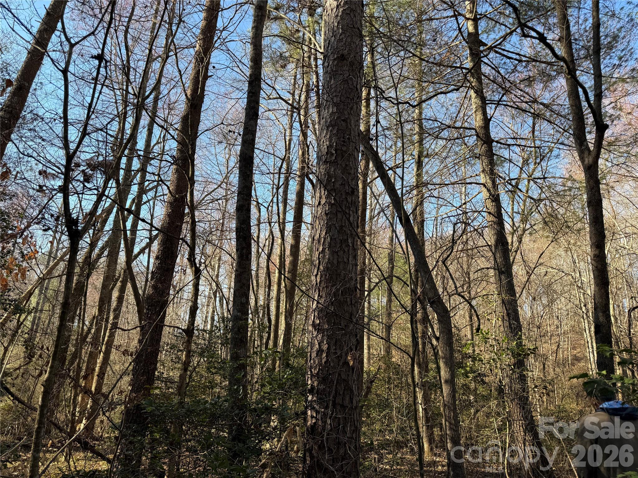 0 Pilgrim Church Road Hiddenite, NC 28636 - Photo 19 of 21 a view of forest