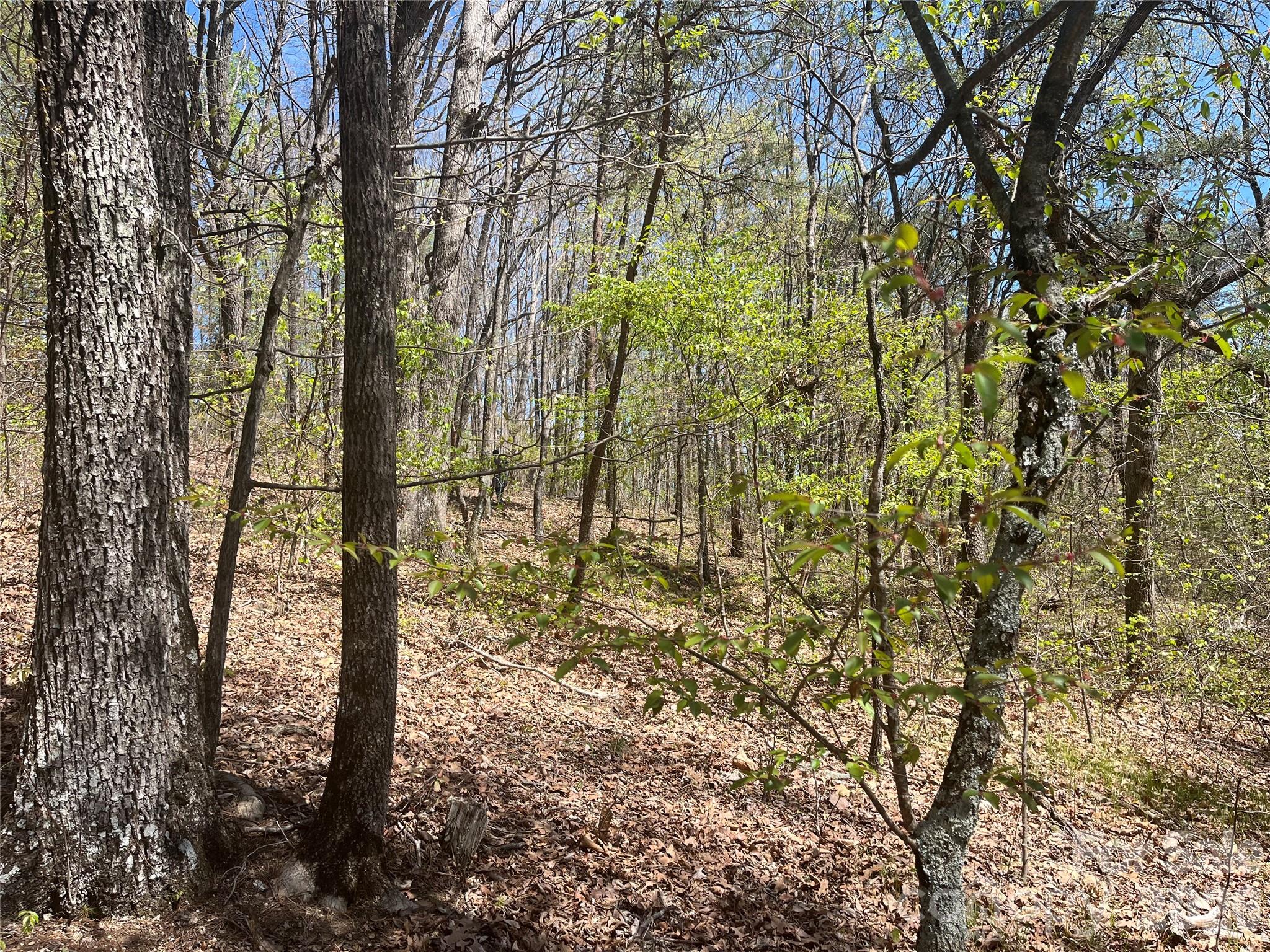 0 Pilgrim Church Road Hiddenite, NC 28636 - Photo 5 of 21 a view of covered with trees