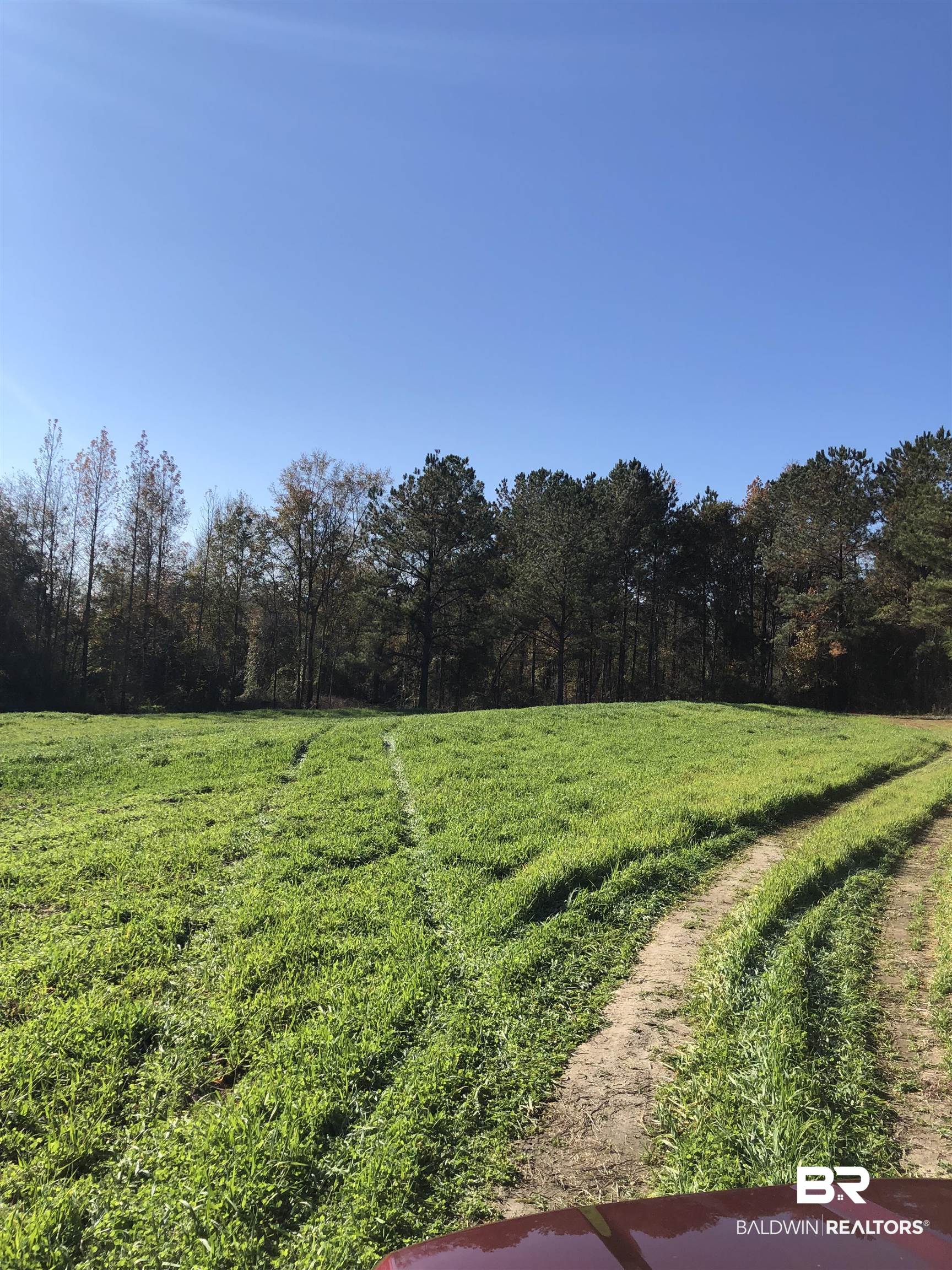 1234 County Road 7 Range, AL 36473 - Photo 4 of 12