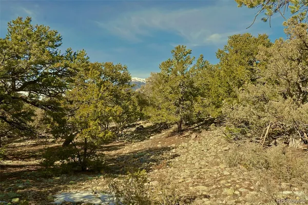 a view of a bunch of plants and trees