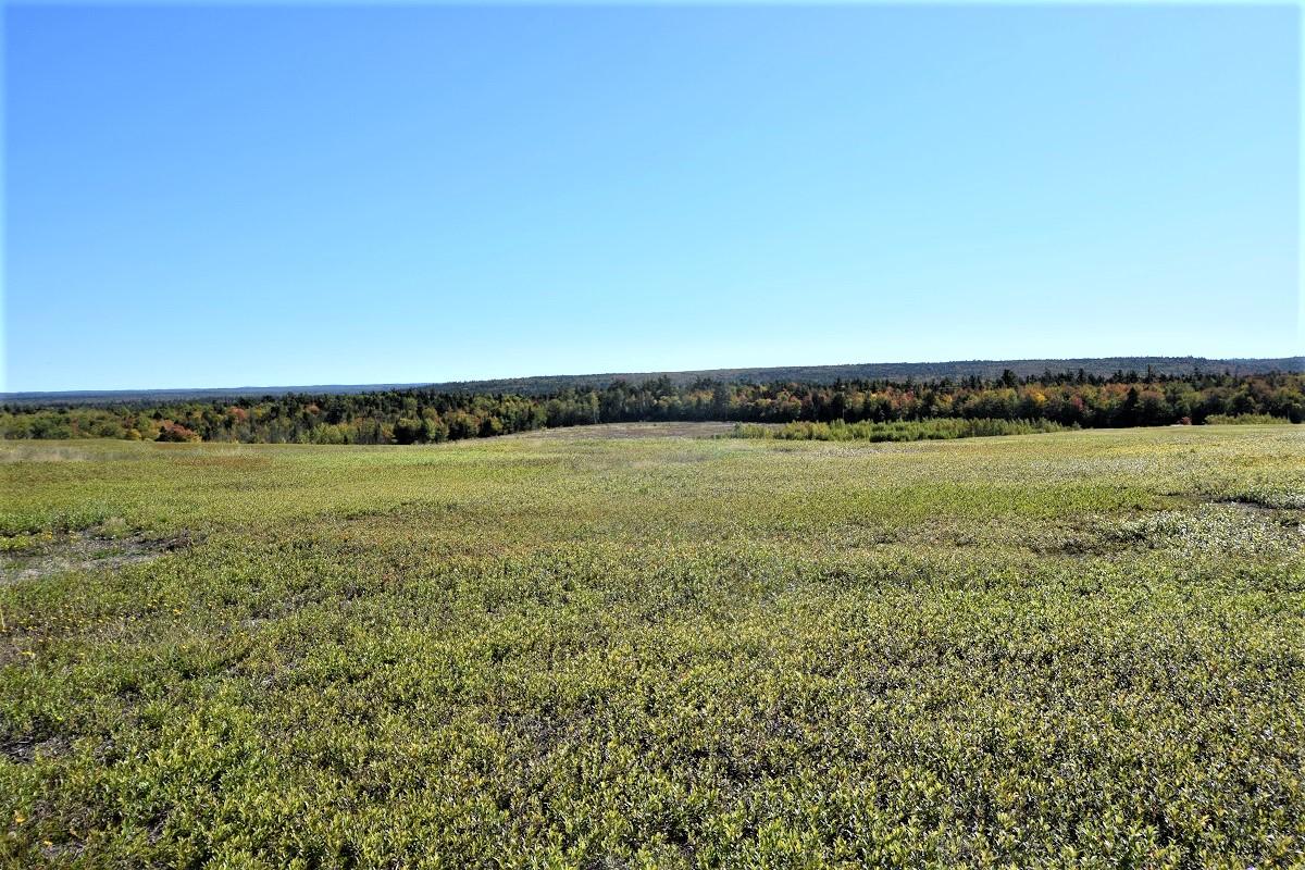 2001 Northfield Road Northfield, ME 04654 - Photo 52 of 70 Healthy Blueberry Fields...