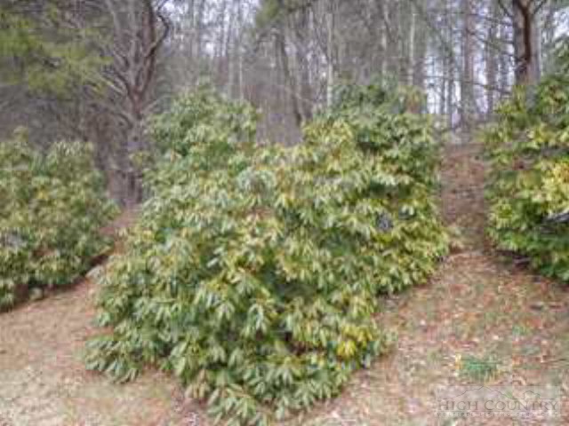 807 Quail Hollow Road Crumpler, NC 28617 - Photo 7 of 26 Gallery Image 7
