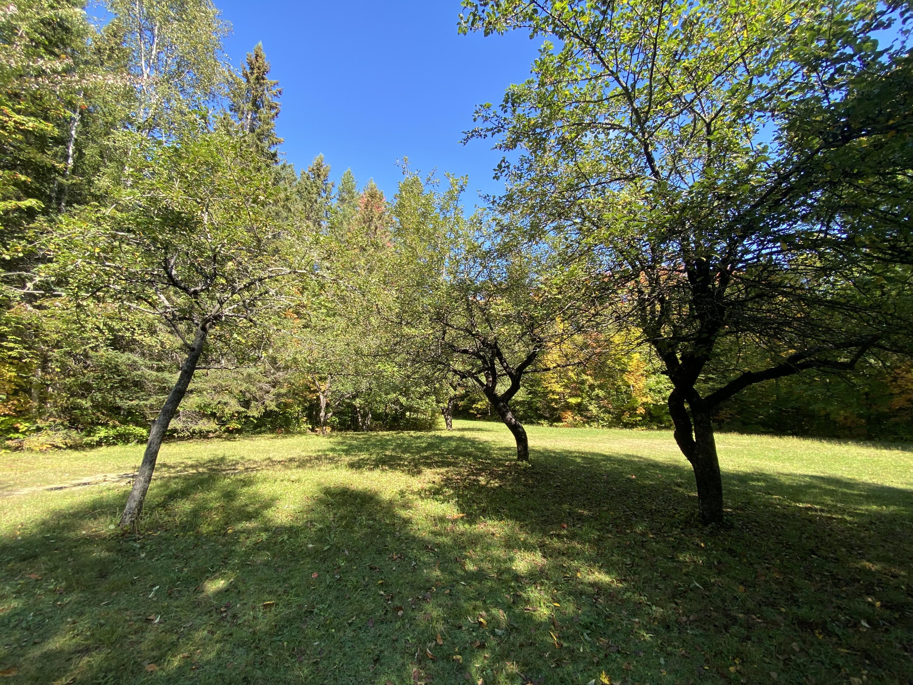 6 Sugartree Road St. David, ME 04773 - Photo 4 of 18 IMG_7267