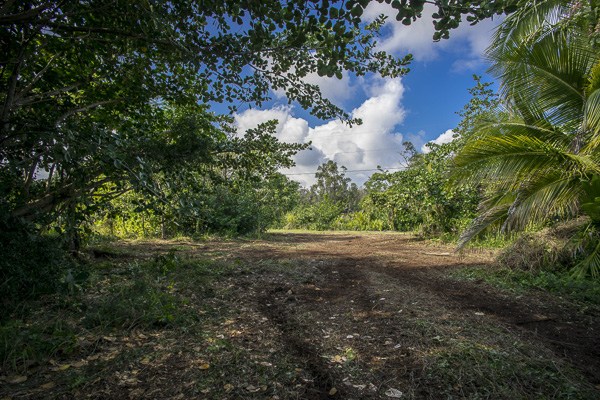 7 Kumukahi Road Pahoa, HI 96778 - Photo 19 of 24 Gallery Image 19