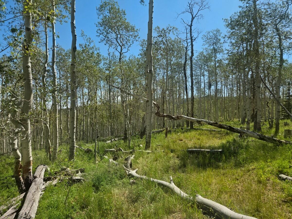 40 Acres Summit Mountain Road Brian Head, UT 84719 - Photo 6 of 32 Of the Property3