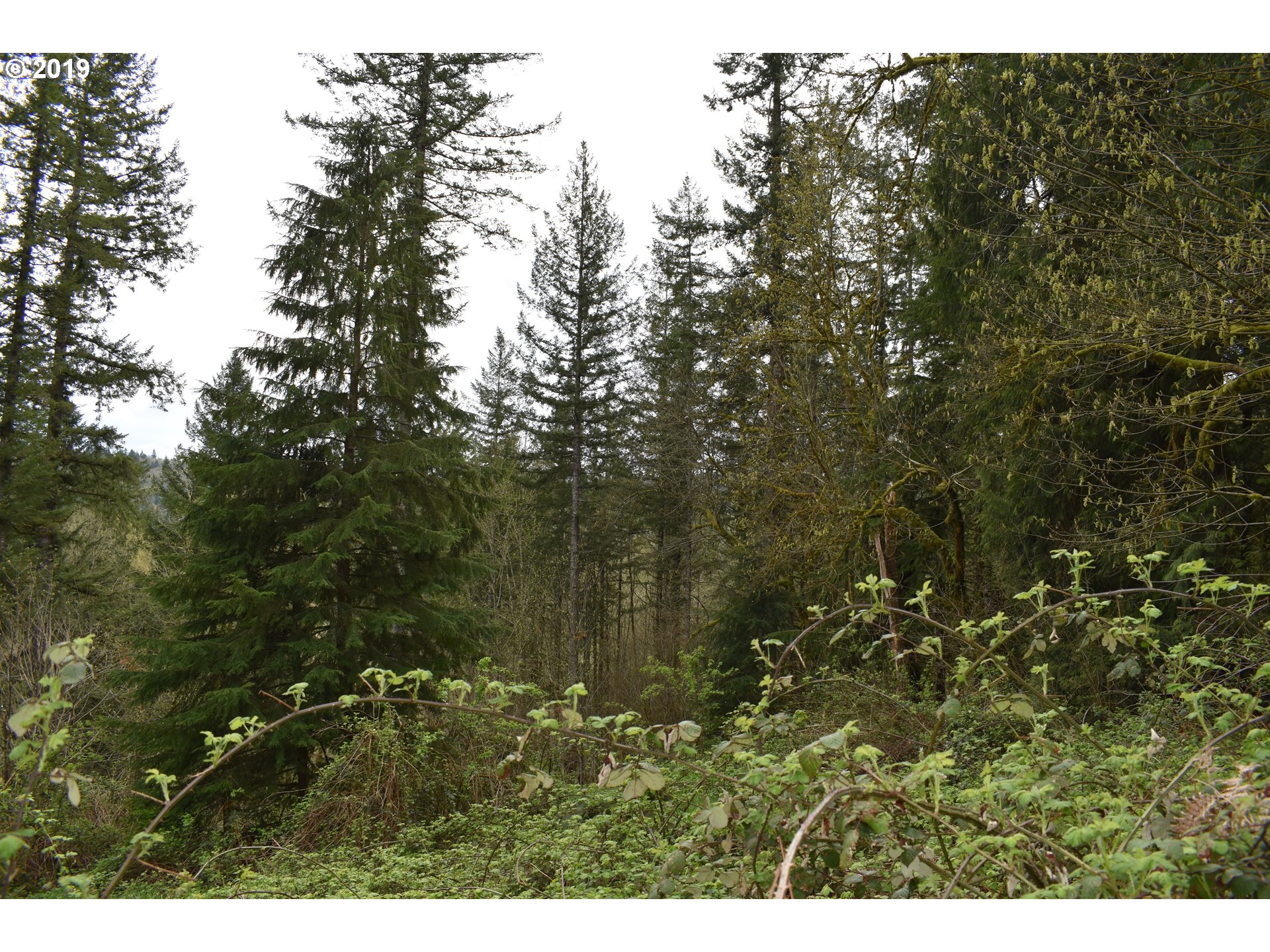 0 Northeast Proctor Road Woodland, WA 98674 - Photo 11 of 18 Gallery Image 11