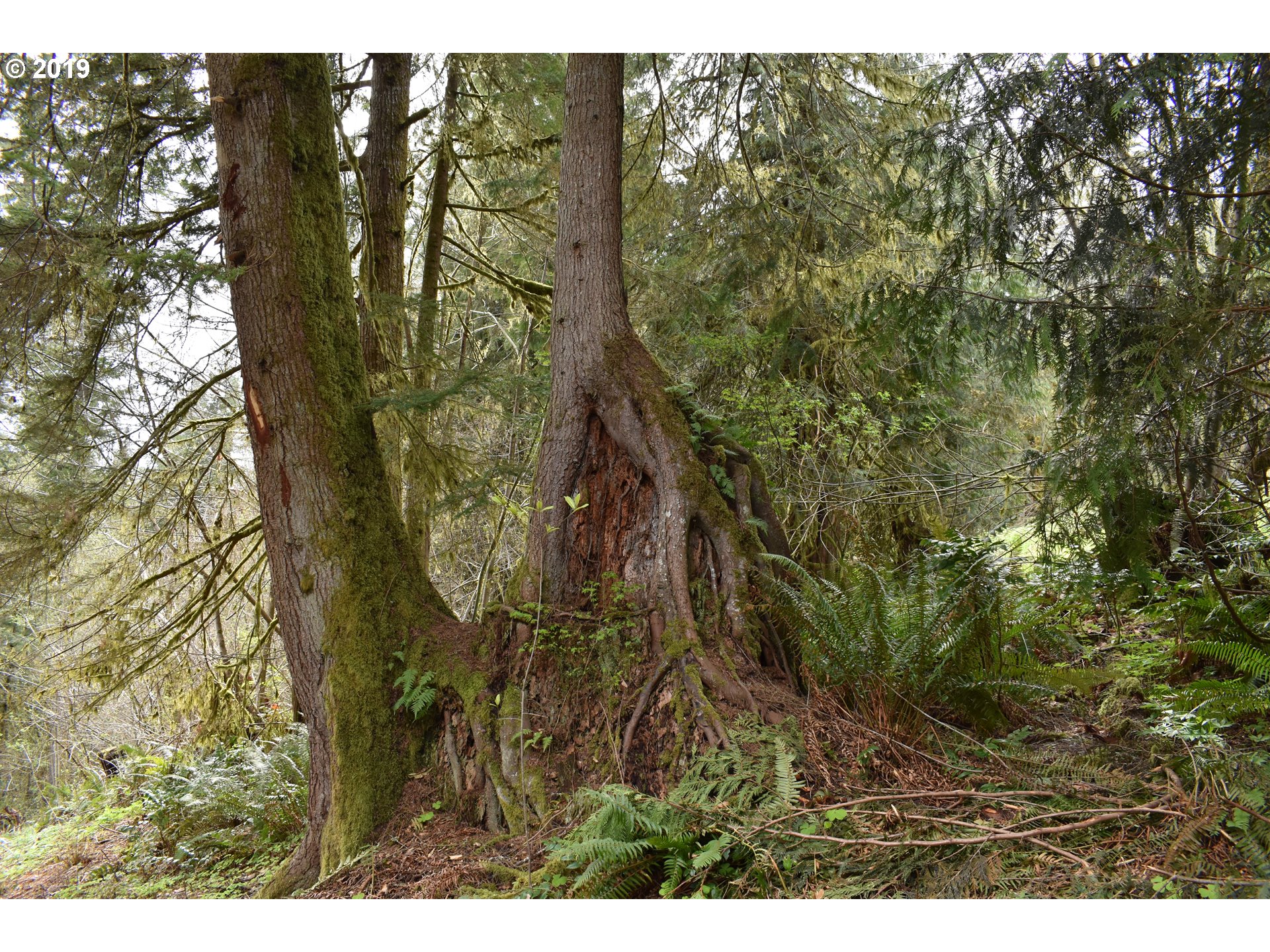 0 Northeast Proctor Road Woodland, WA 98674 - Photo 12 of 18 Gallery Image 12
