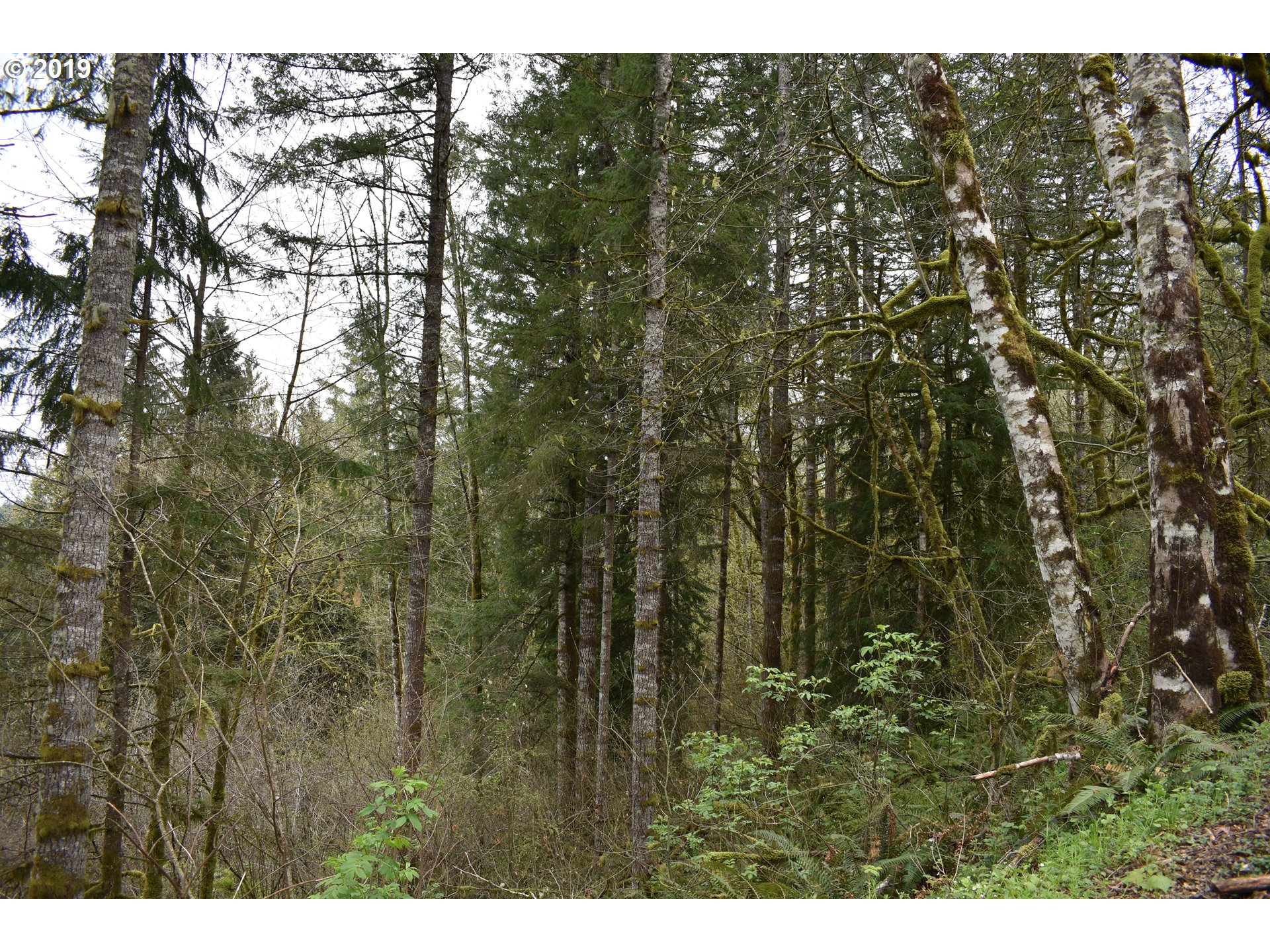 0 Northeast Proctor Road Woodland, WA 98674 - Photo 13 of 18 Gallery Image 13