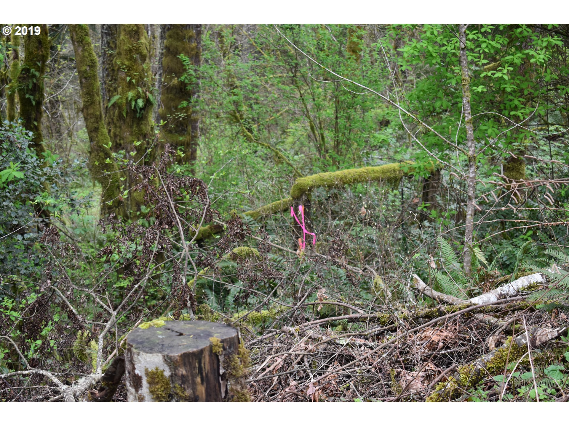 0 Northeast Proctor Road Woodland, WA 98674 - Photo 17 of 18 Gallery Image 17
